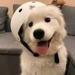 Avatar of Faisal Qureshi